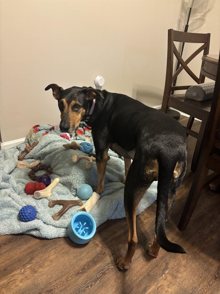 Enlarge NKA ADA (Ziggy), a Adoptable mixed breed in Columbus, OH image 3/6