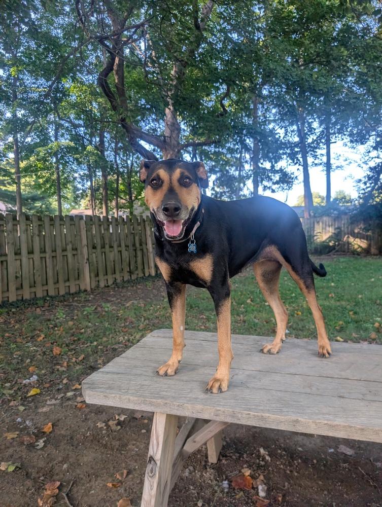 Enlarge Ada AKA (Ziggy), a Adoptable mixed breed in Columbus, OH image 5/6