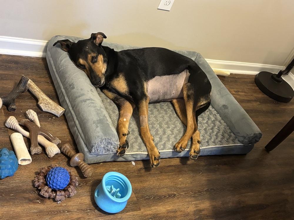 Enlarge NKA ADA (Ziggy), a Adoptable mixed breed in Columbus, OH image 4/6