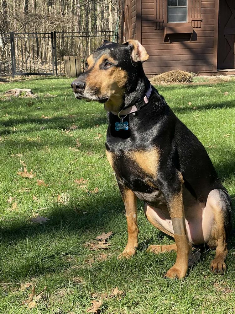 Enlarge NKA ADA (Ziggy), a Adoptable mixed breed in Columbus, OH image 5/6