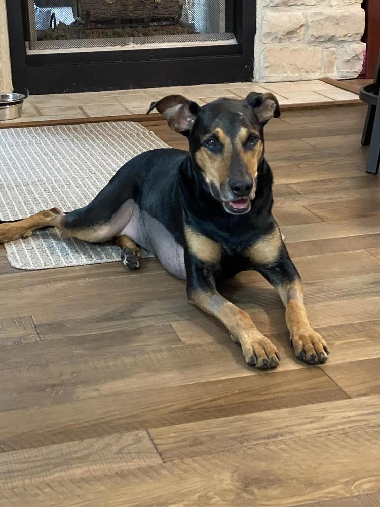 Enlarge NKA ADA (Ziggy), a Adoptable mixed breed in Columbus, OH image 6/6