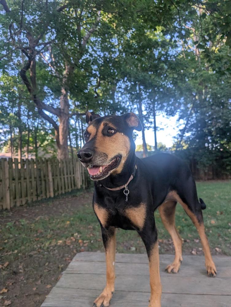 Enlarge Ada AKA (Ziggy), a Adoptable mixed breed in Columbus, OH image 6/6