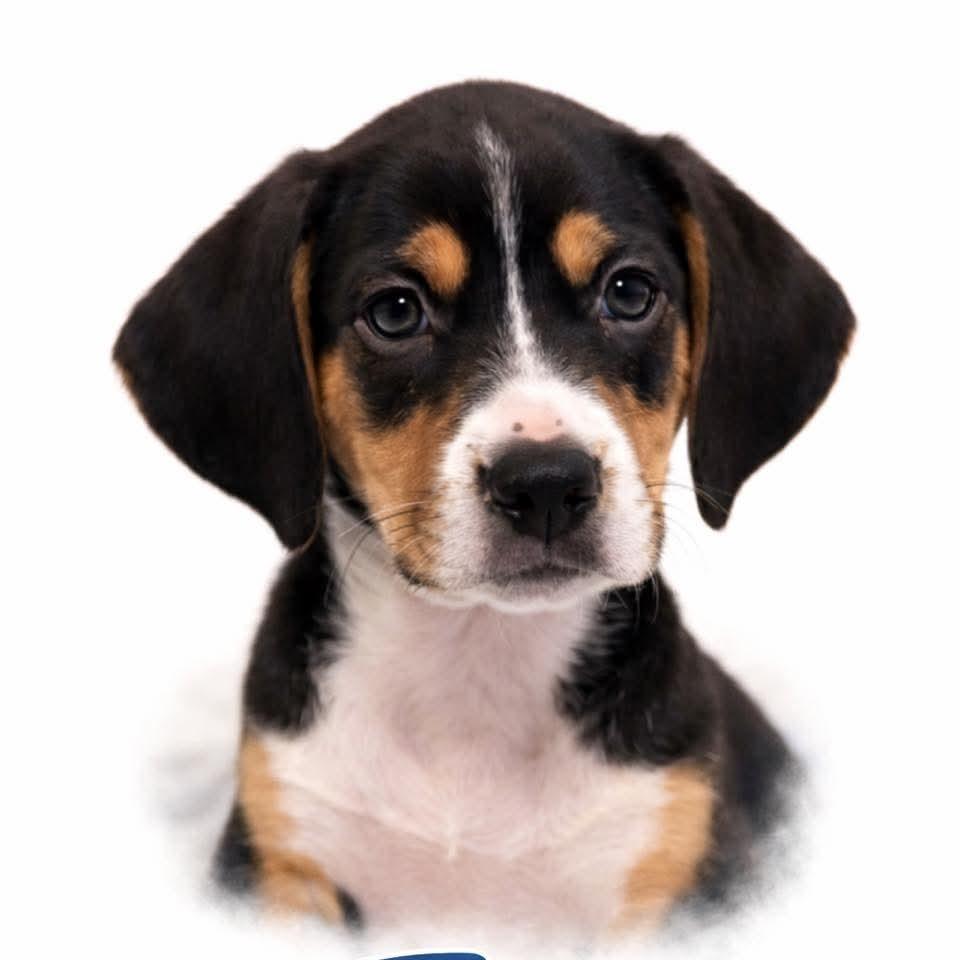 Frost, Adoptable, Puppy Male Hound & Labrador Retriever.