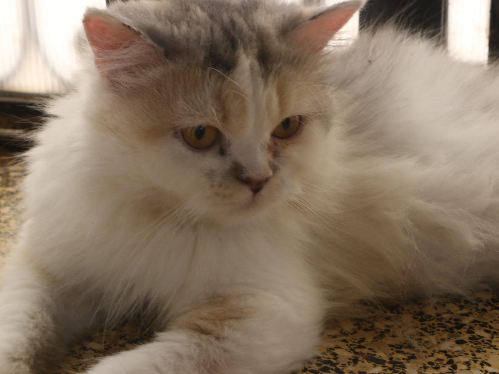Nancy - MM, Young Female unknown