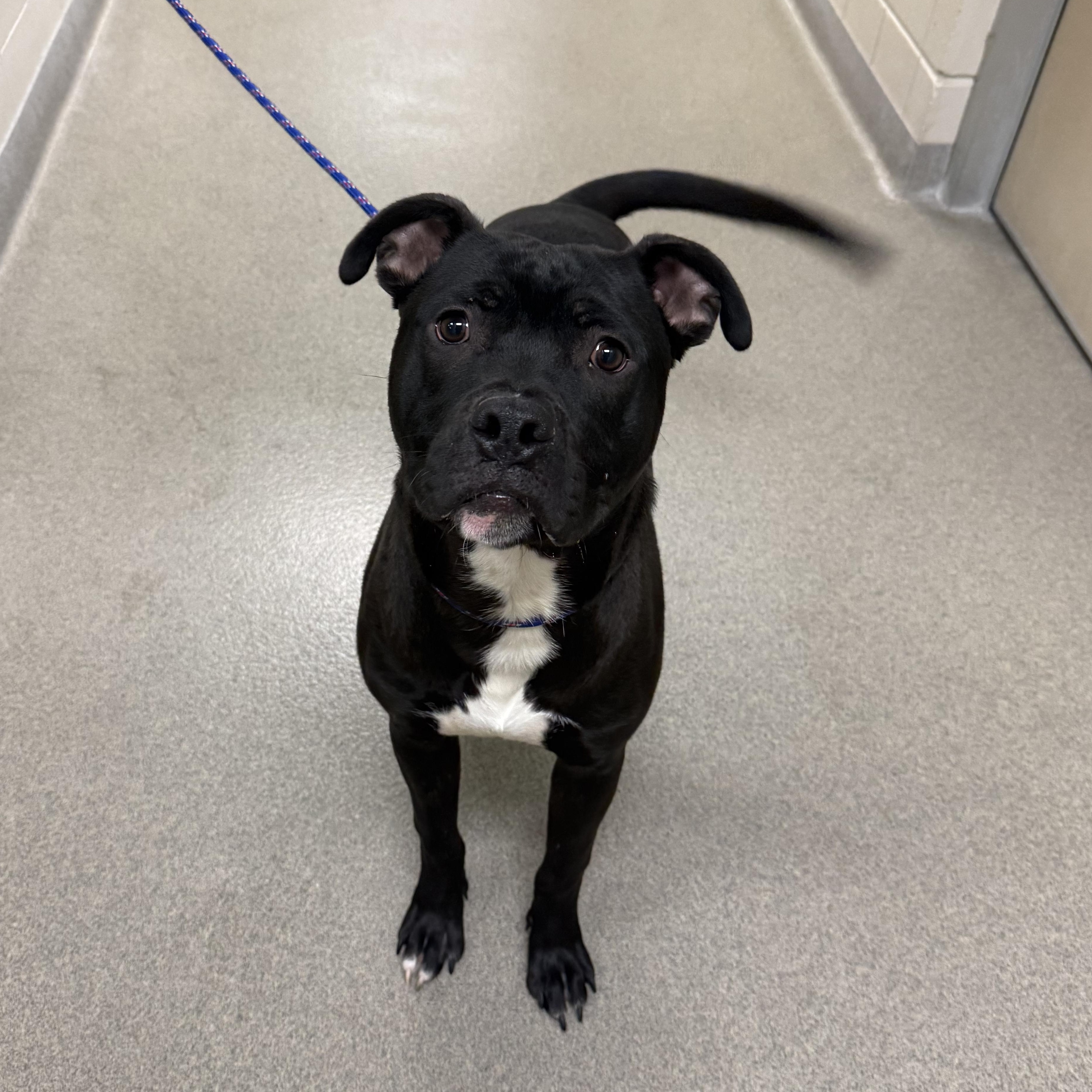 Jet, adoptable, Adult Male Pit Bull Terrier.
