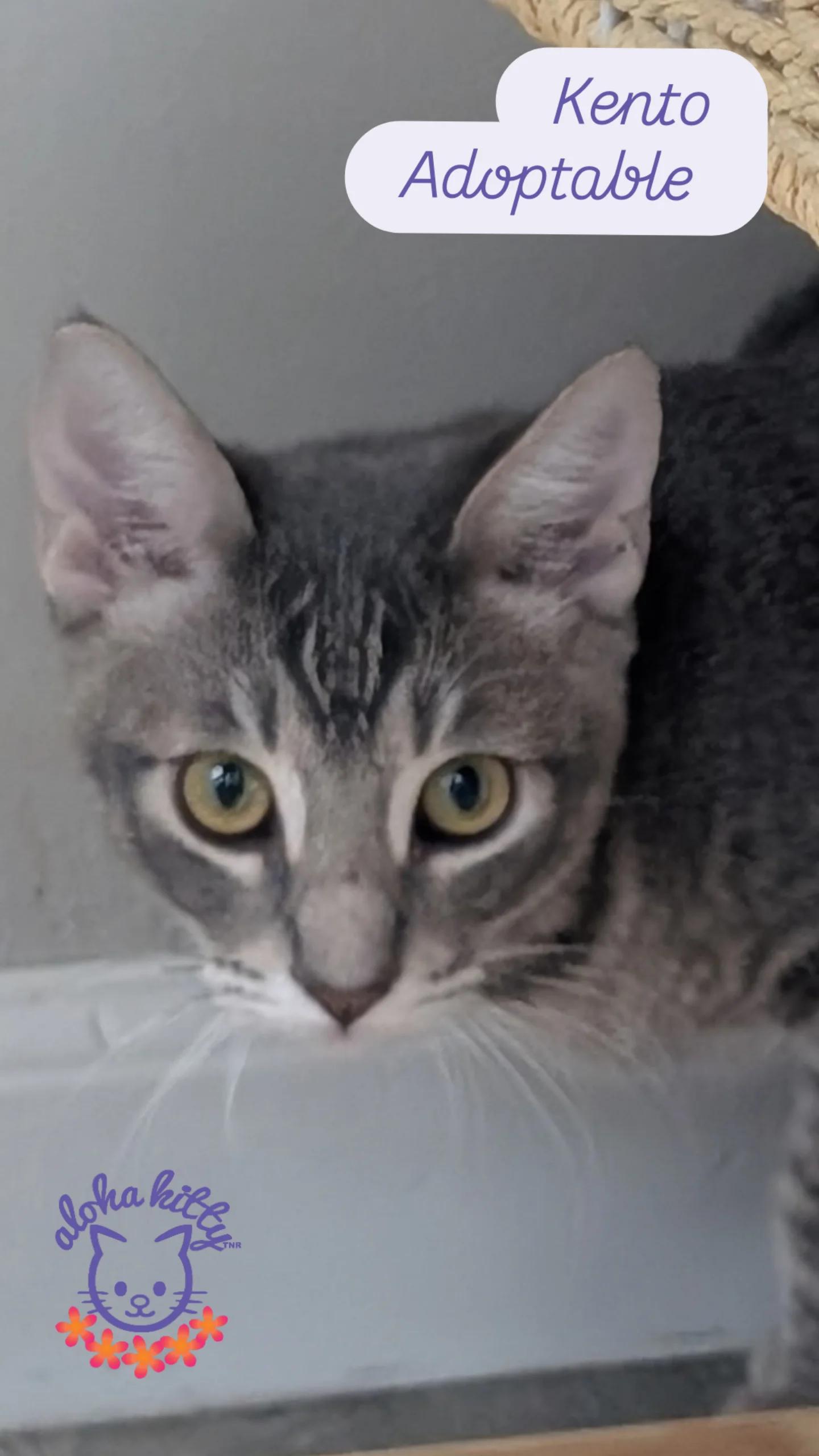 Kento, Adoptable, Kitten Male Domestic Short Hair.
