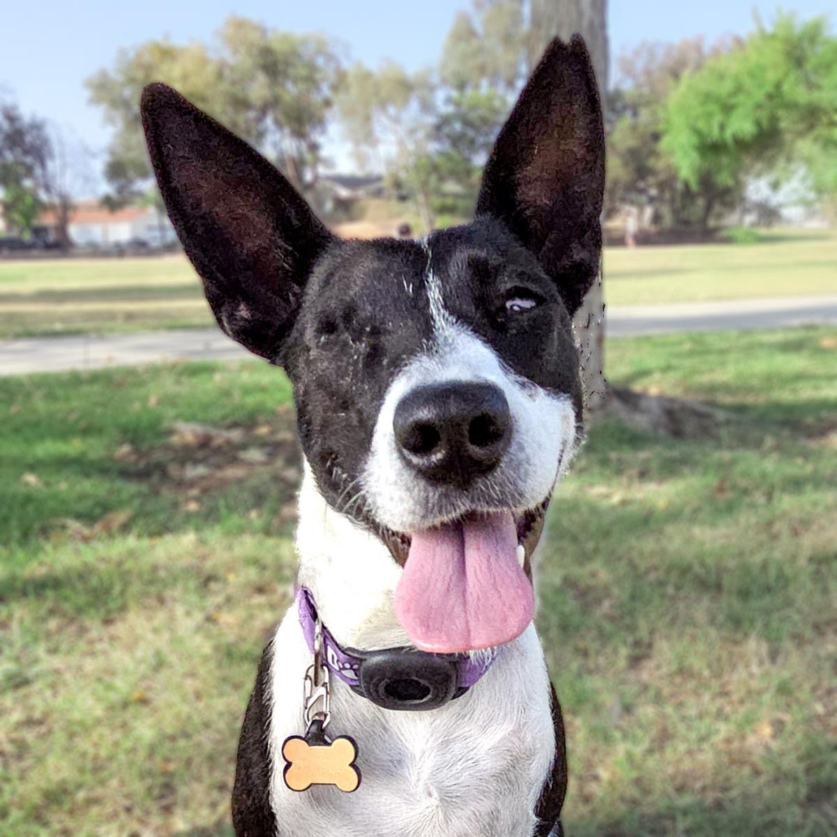 Monet, Adoptable, Adult Female Border Collie & Terrier.