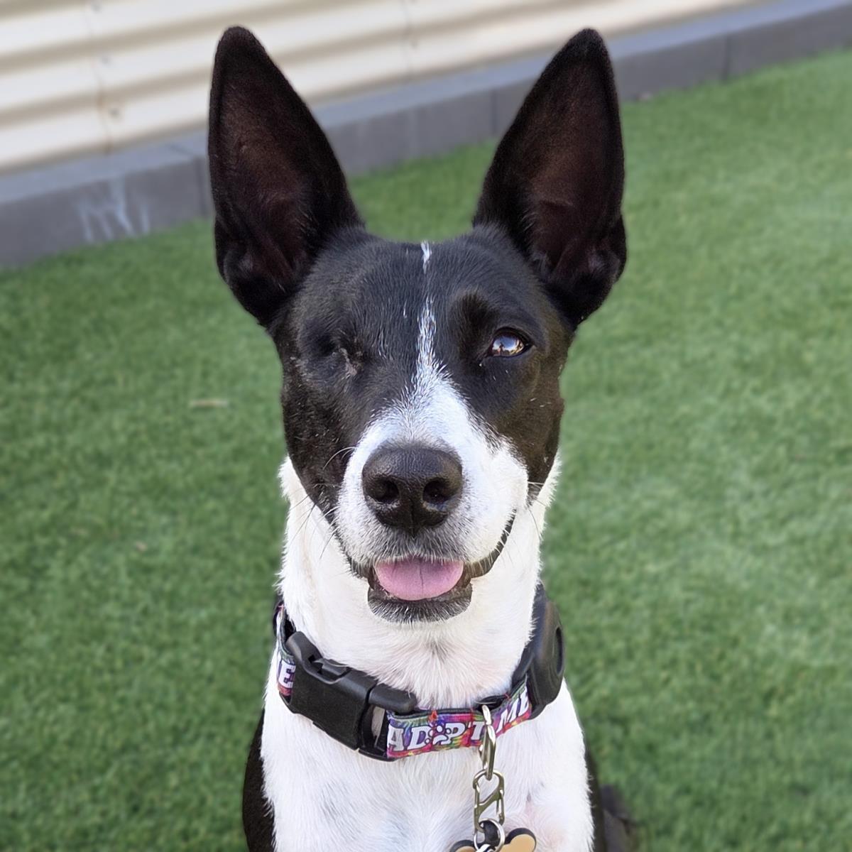 Enlarge Monet, a Adoptable mixed breed in San Diego, CA image 3/3