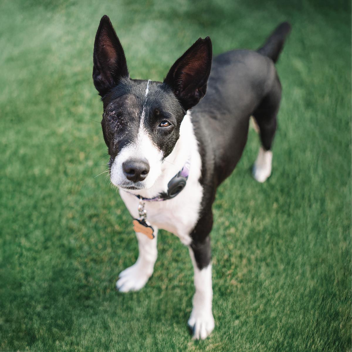 Monet, Adoptable, Adult Female Border Collie & Terrier.