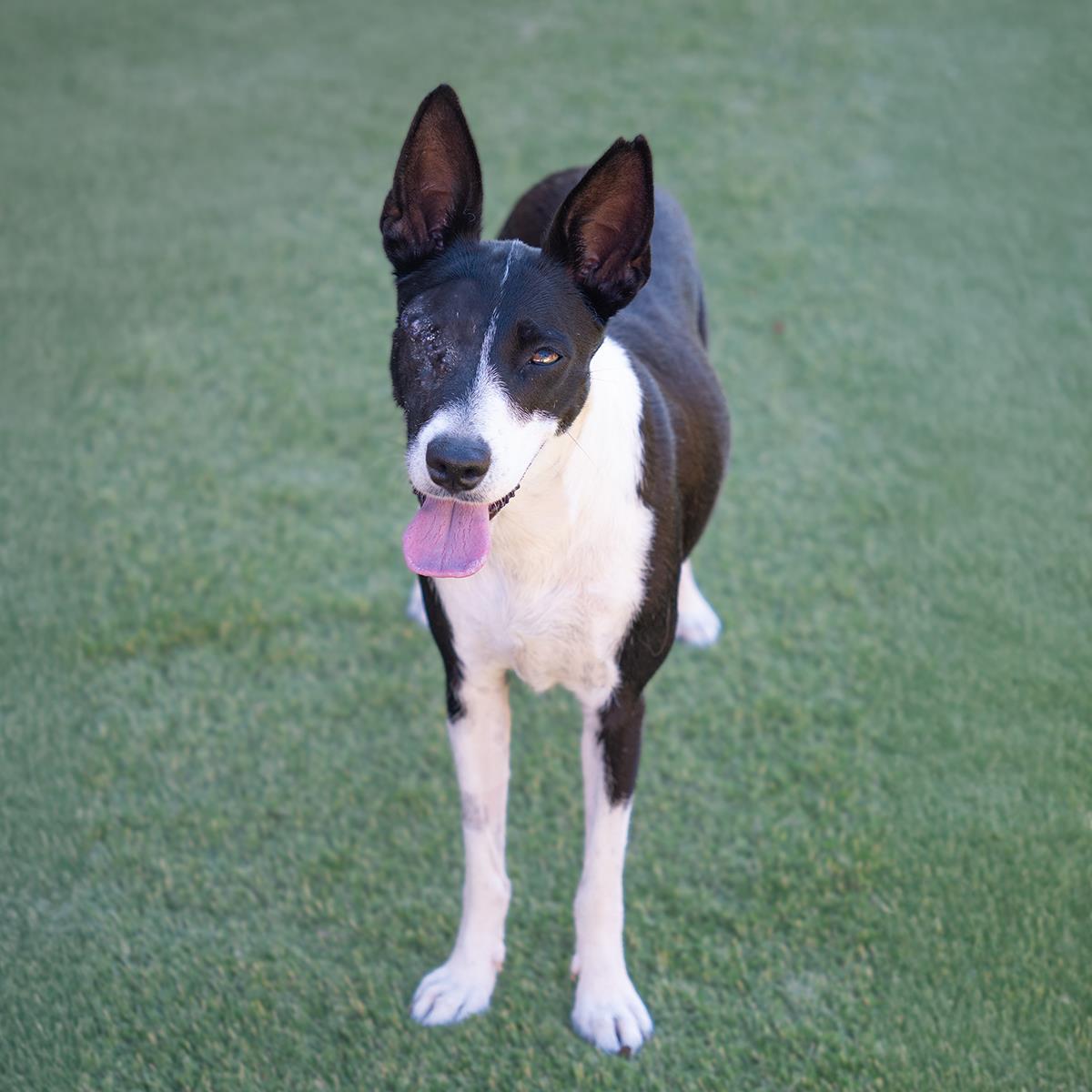 Monet, a Adoptable mixed breed in San Diego, CA image 2/3