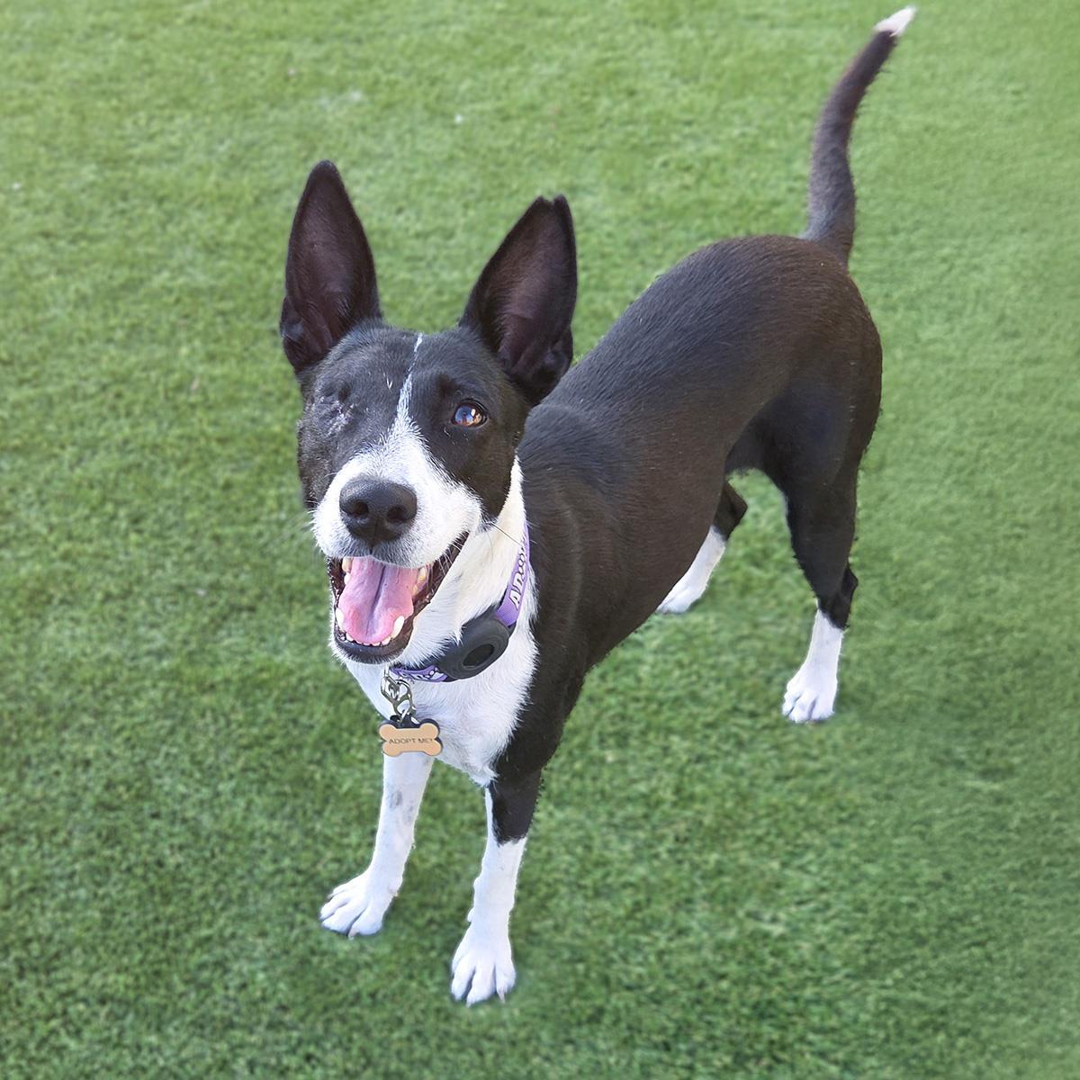 Monet, a Adoptable mixed breed in San Diego, CA image 3/3