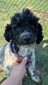 Oreo, Adoptable, Adult Male Poodle & Mixed Breed.