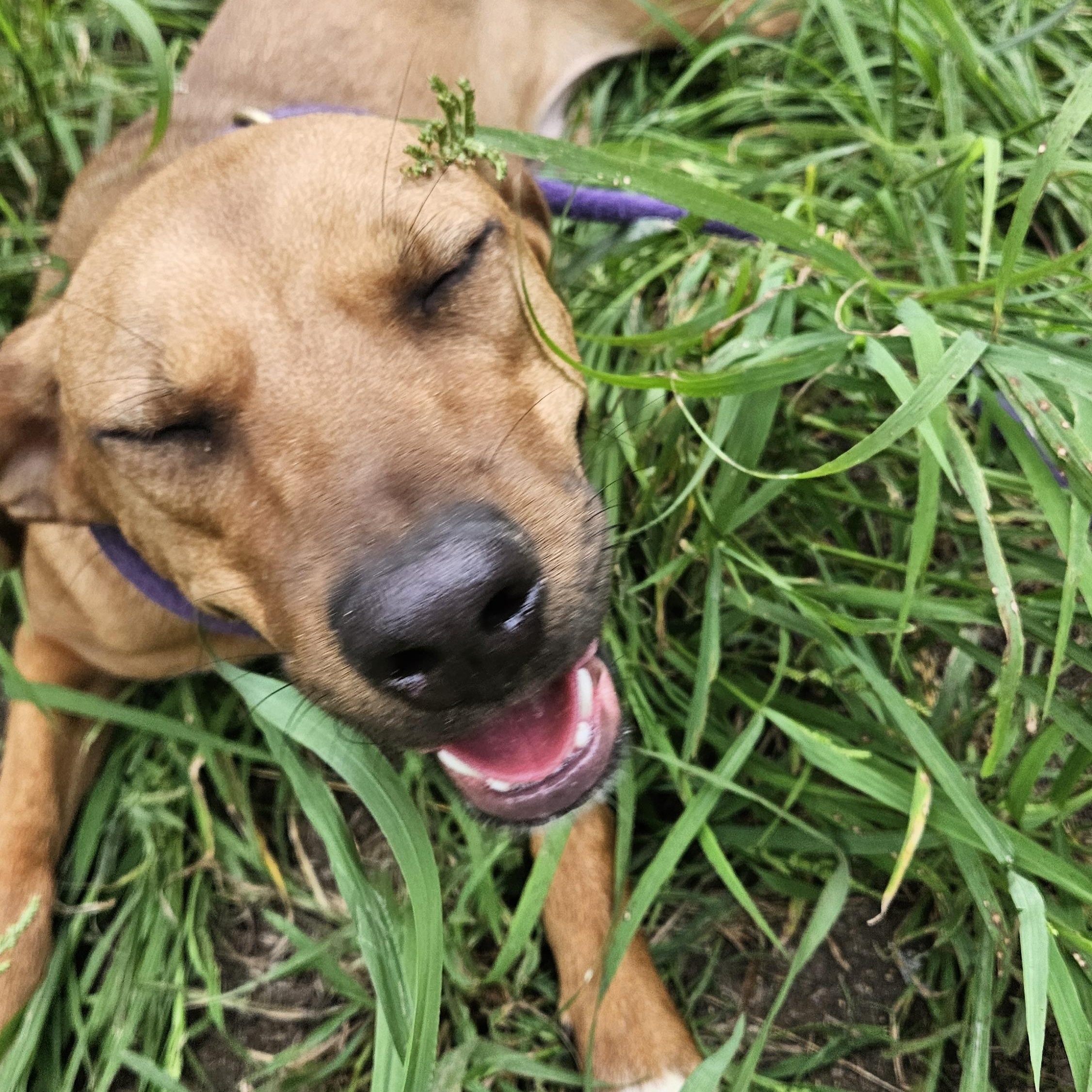 Petunia, a Adoptable mixed breed in Magnolia, TX image 5/5