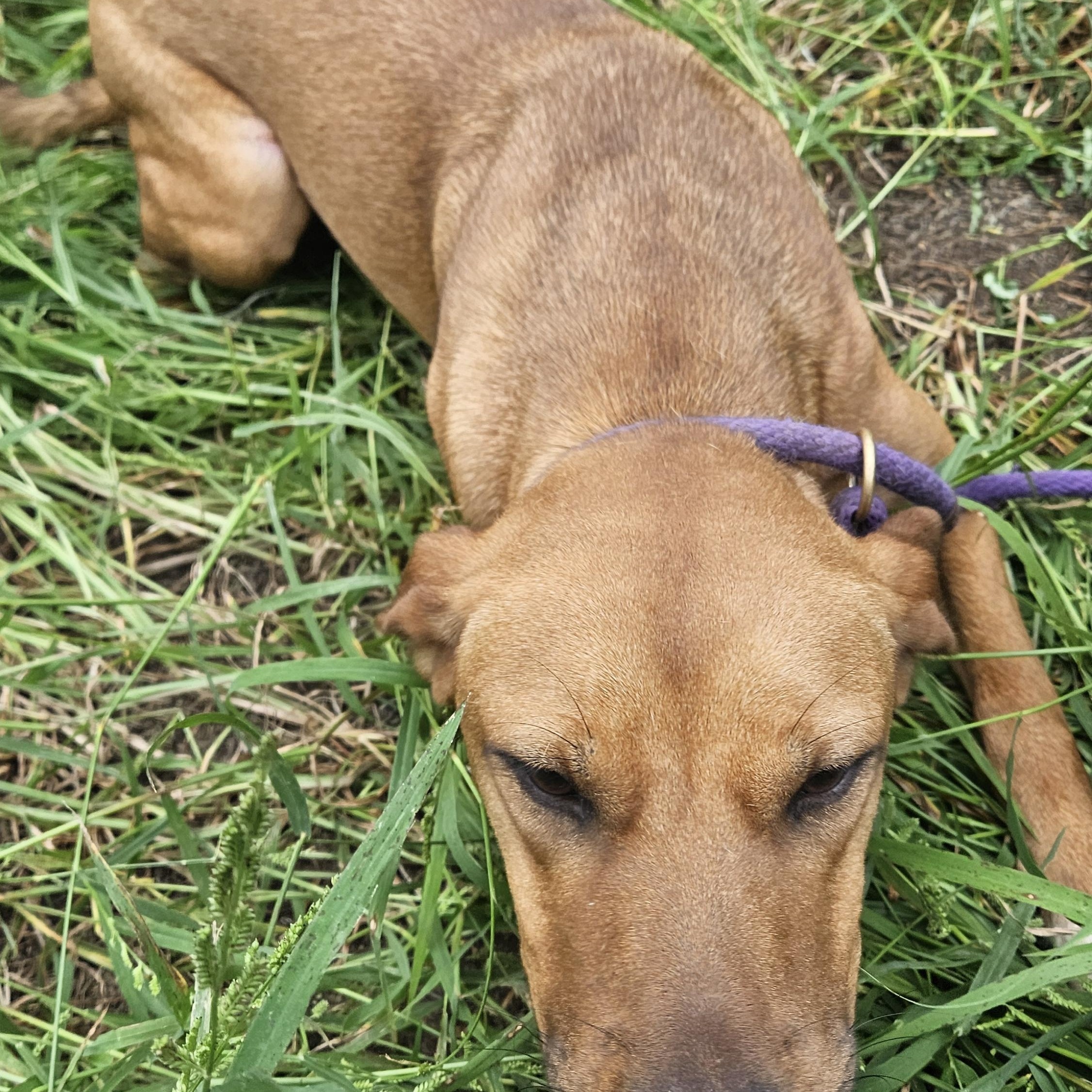Petunia, a Adoptable mixed breed in Magnolia, TX image 1/5