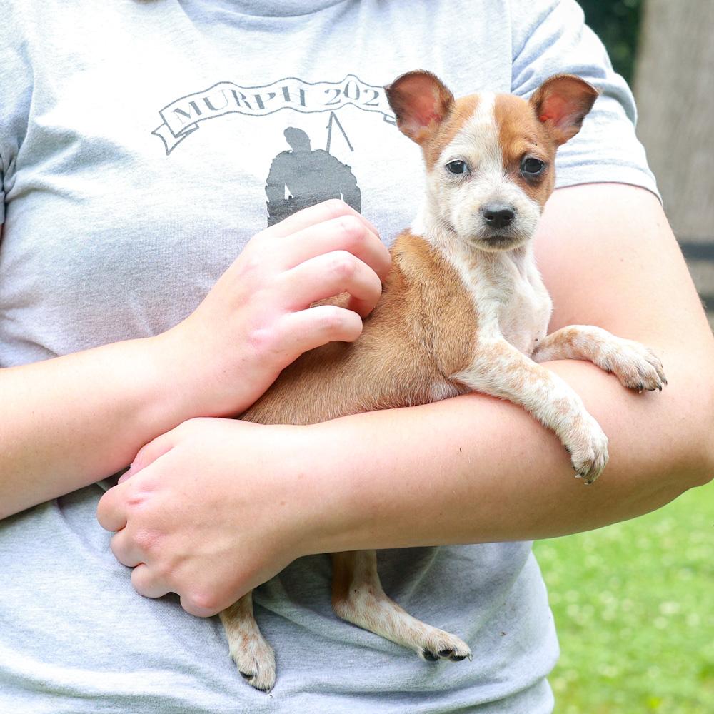 Rhodes (Female), a Adoptable mixed breed in West Grove, PA image 2/6