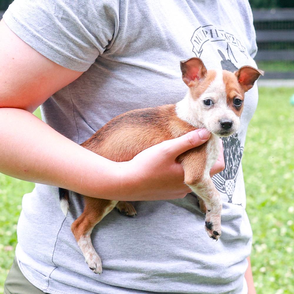 Rhodes (Female), a Adoptable mixed breed in West Grove, PA image 5/6