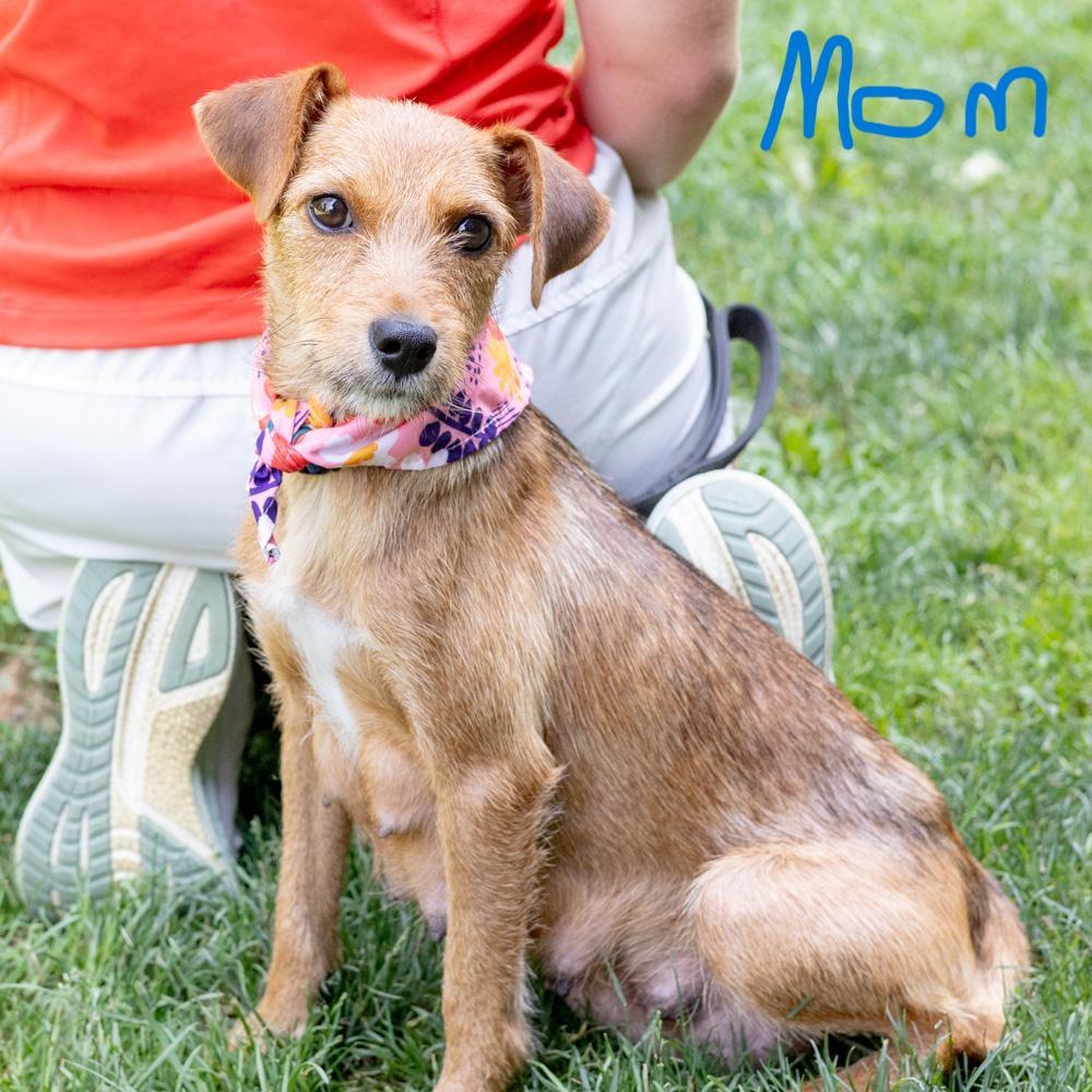 Rhodes (Female), a Adoptable mixed breed in West Grove, PA image 6/6