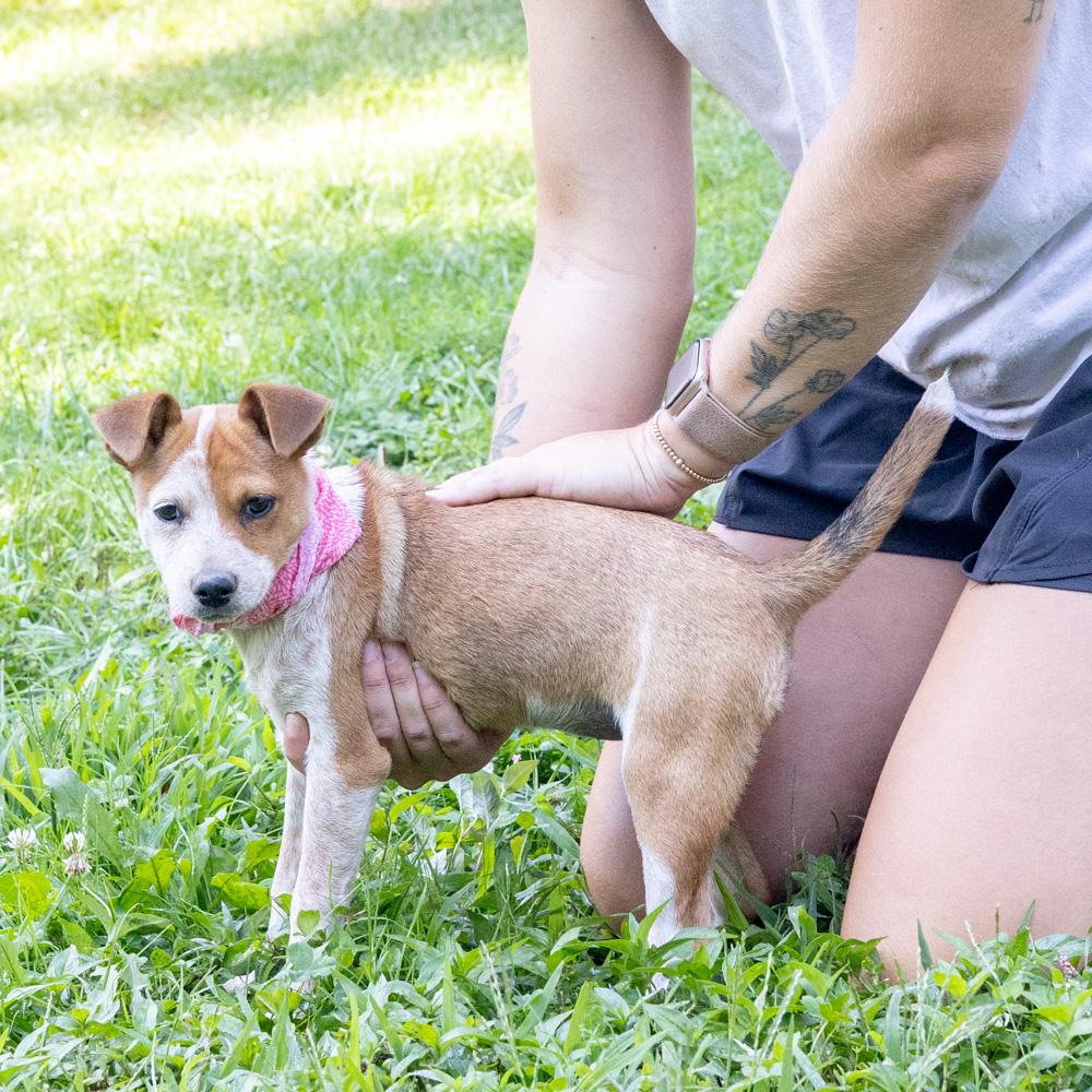 Enlarge Rosie (Female), a Adoptable mixed breed in West Grove, PA image 5/6