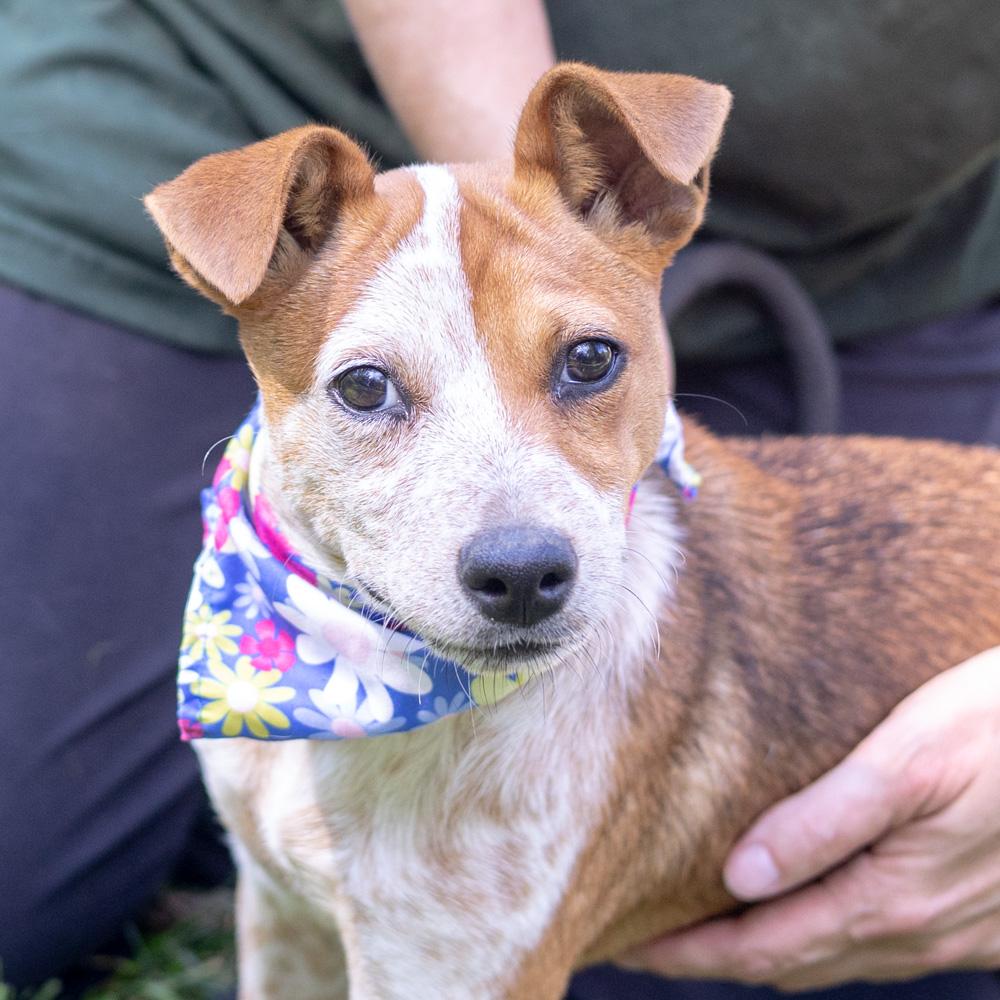 Enlarge Rosie (Female), a Adoptable mixed breed in West Grove, PA image 6/6