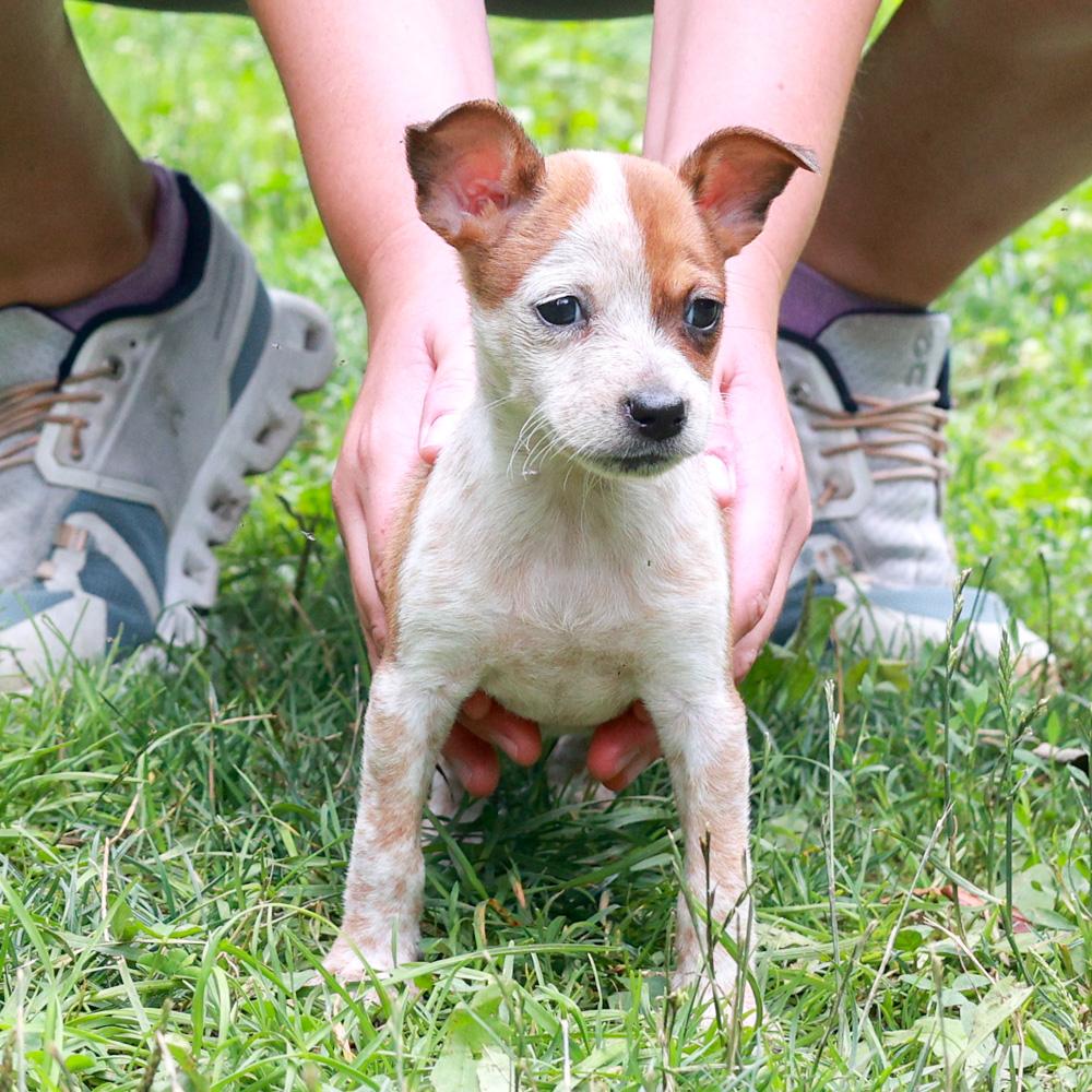 Rhodes (Female), a Adoptable mixed breed in West Grove, PA image 4/6