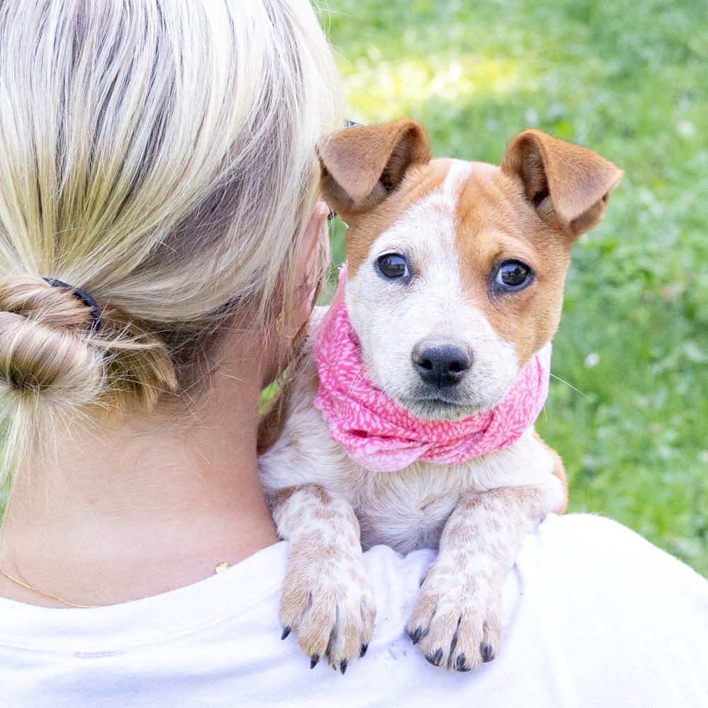 Enlarge Rosie (Female), a Adoptable mixed breed in West Grove, PA image 2/6