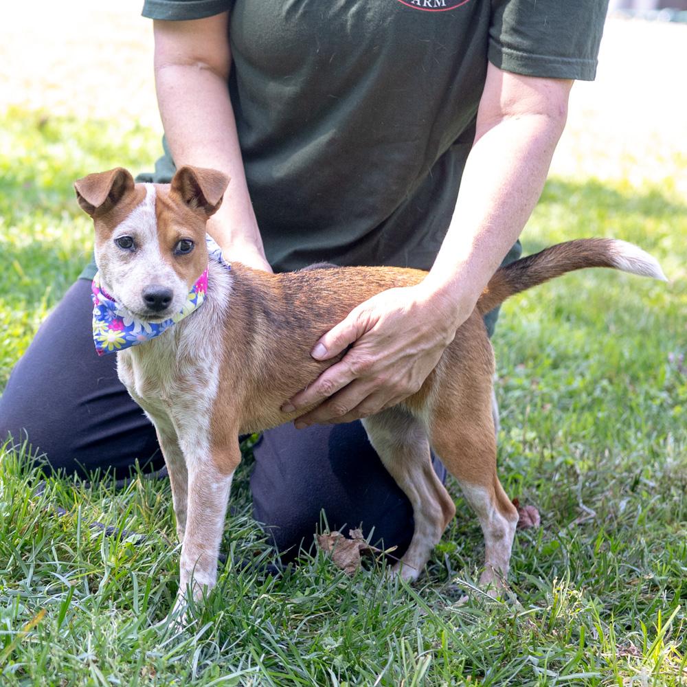 Enlarge Rosie (Female), a Adoptable mixed breed in West Grove, PA image 5/6