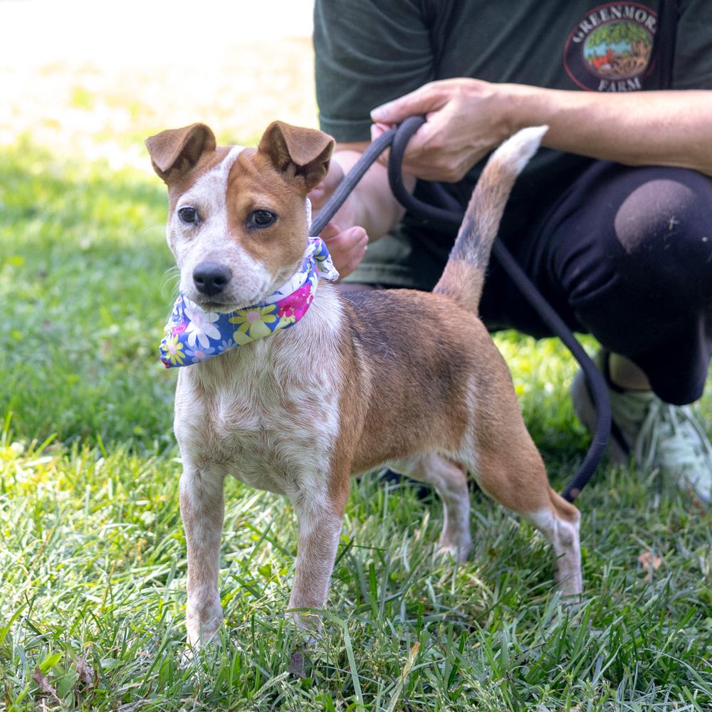 Enlarge Rosie (Female), a Adoptable mixed breed in West Grove, PA image 4/6