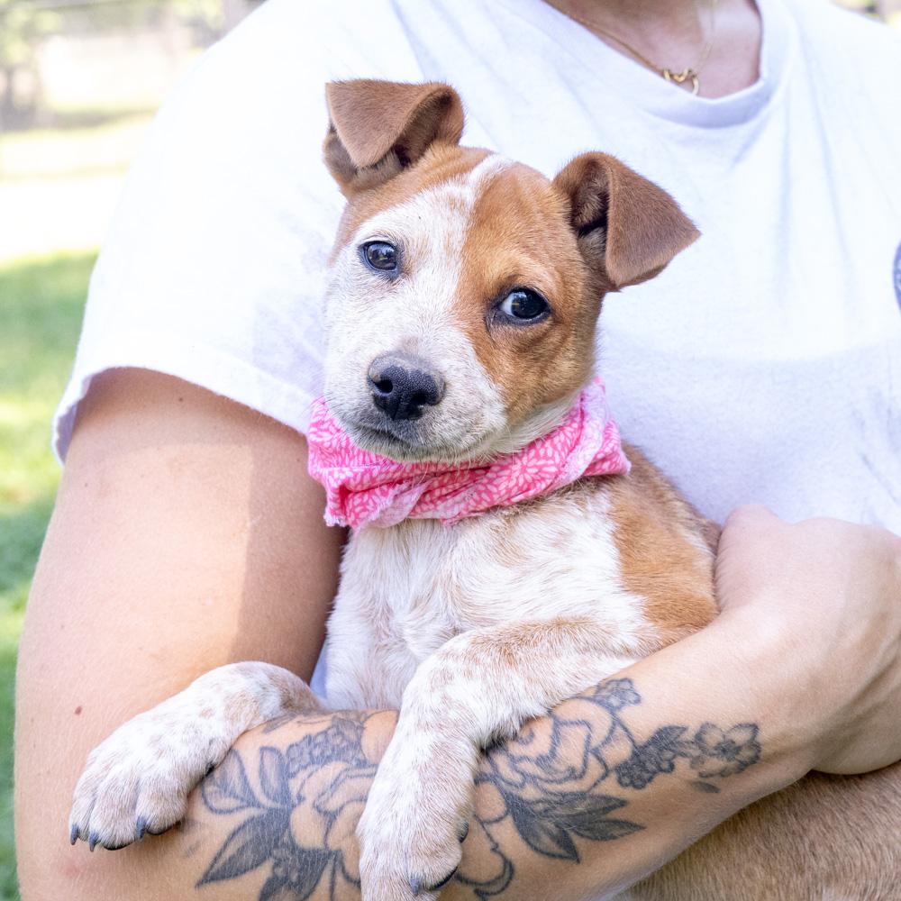 Enlarge Rosie (Female), a Adoptable mixed breed in West Grove, PA image 4/6
