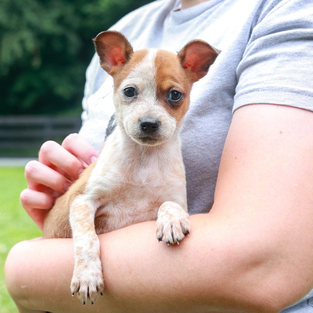 Rhodes (Female), Adoptable, Puppy Female Border Terrier & Chihuahua.
