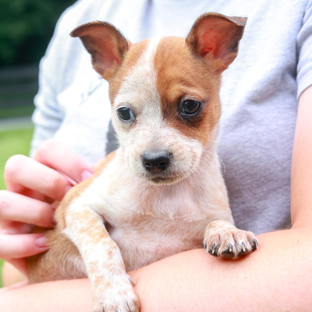 Rhodes (Female), a Adoptable mixed breed in West Grove, PA image 3/6