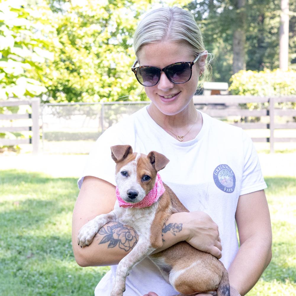 Rosie (Female), Adoptable, Puppy Female Border Terrier & Chihuahua.