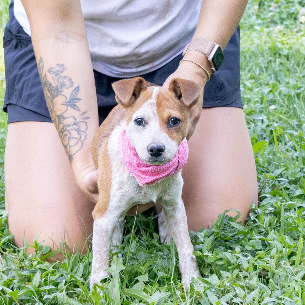 Enlarge Rosie (Female), a Adoptable mixed breed in West Grove, PA image 3/6