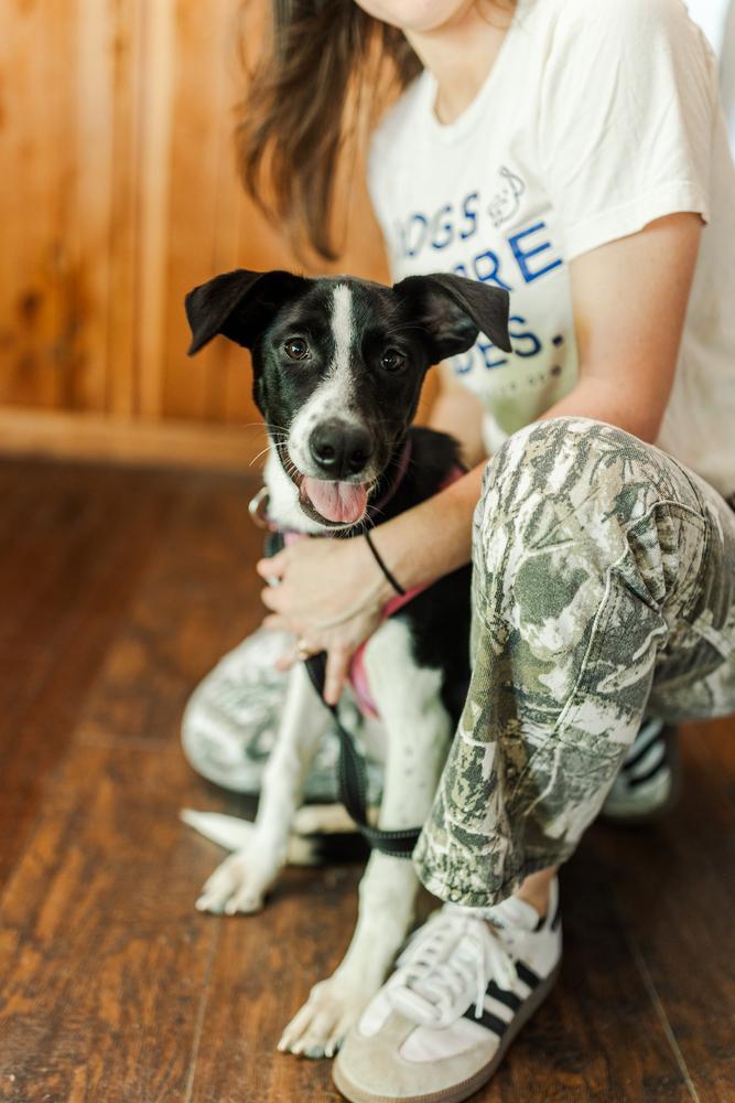 Zoey, a Adoptable mixed breed in Nashville, TN image 5/6
