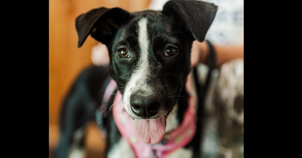 Zoey, a Adoptable mixed breed in Nashville, TN image 1/6