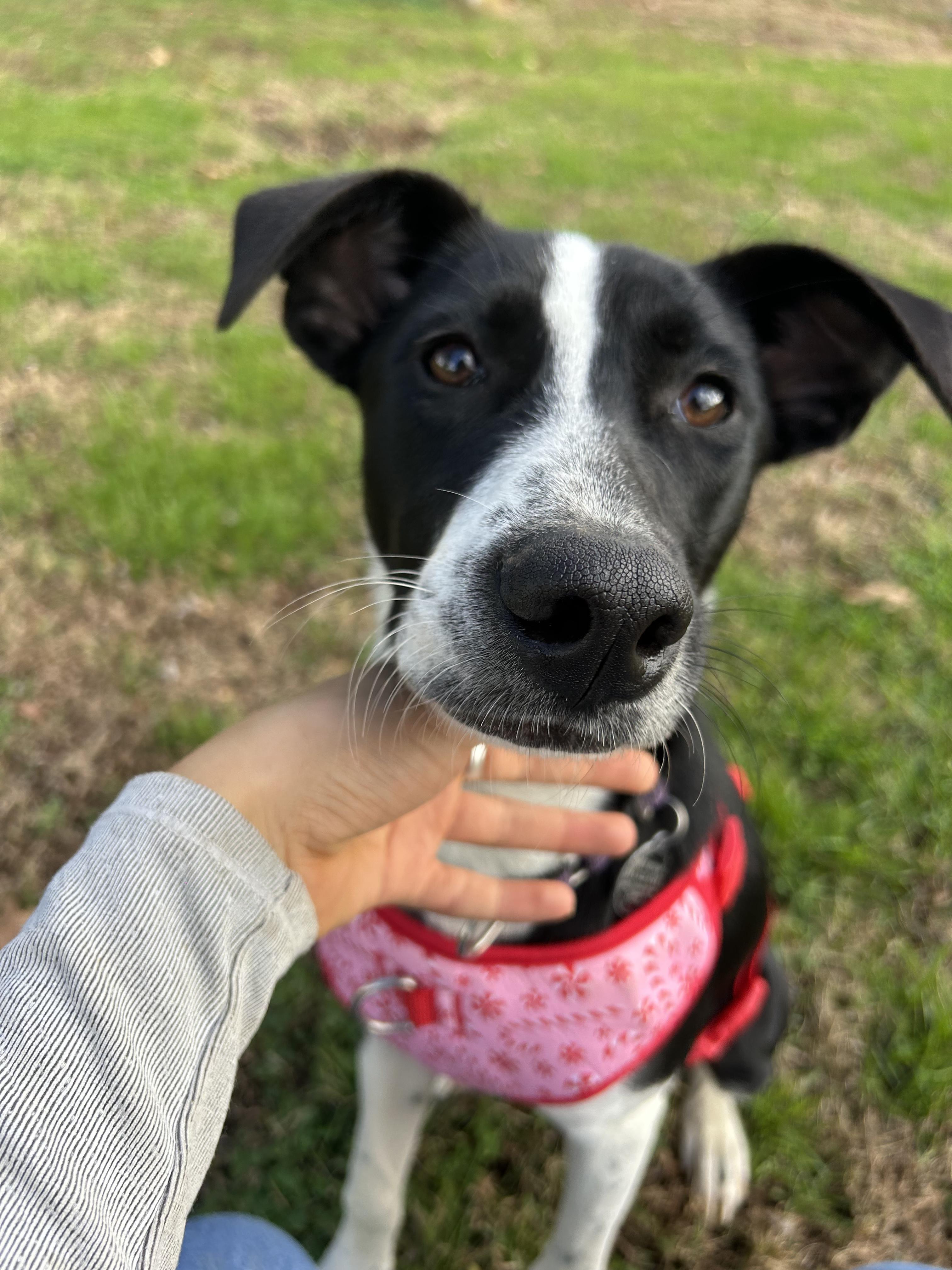 Zoey, a Adoptable mixed breed in Nashville, TN image 6/6
