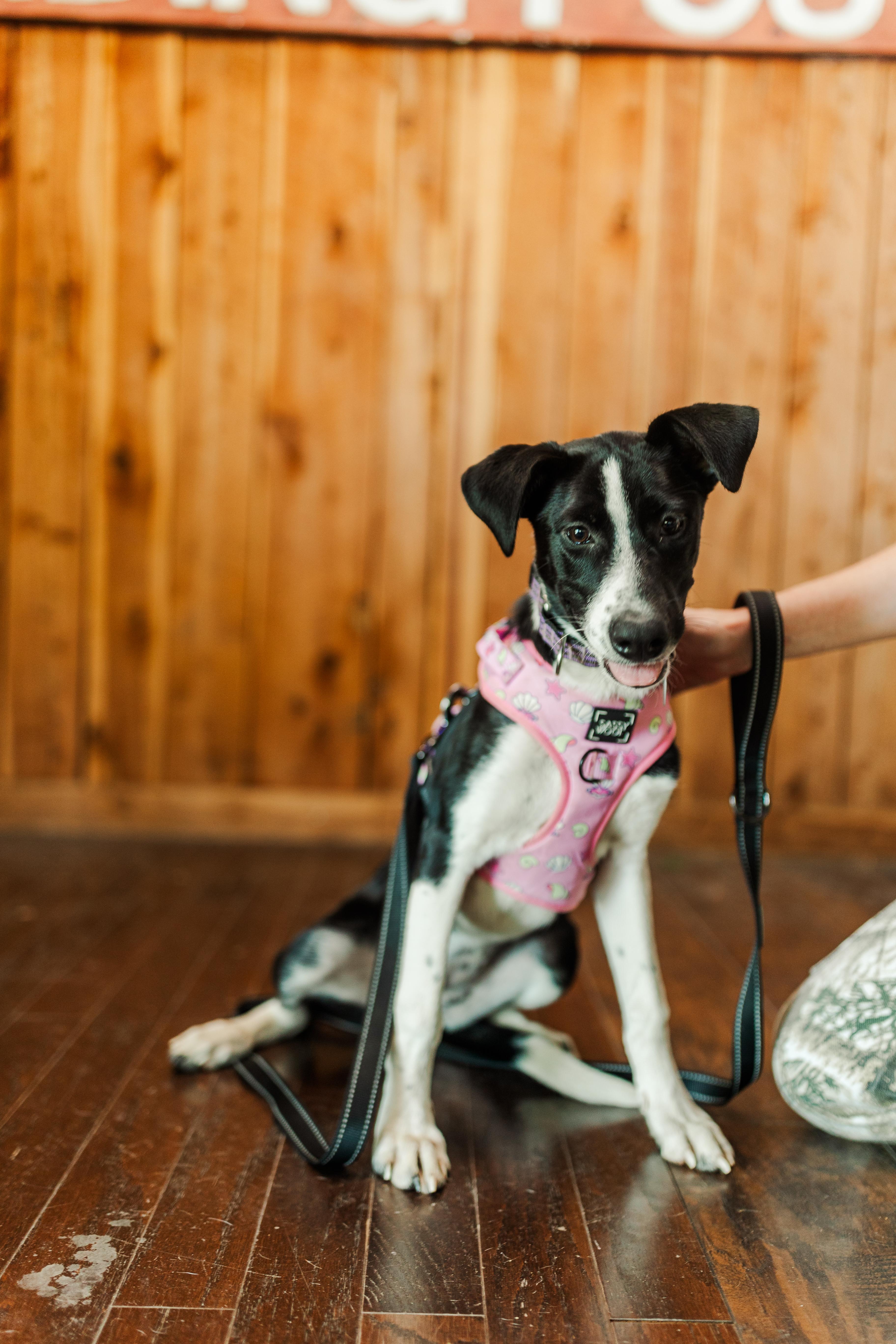 Zoey, a Adoptable mixed breed in Nashville, TN image 2/6