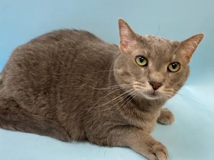 Bubbles, Adoptable, Adult Female Domestic Short Hair & Domestic Short Hair.