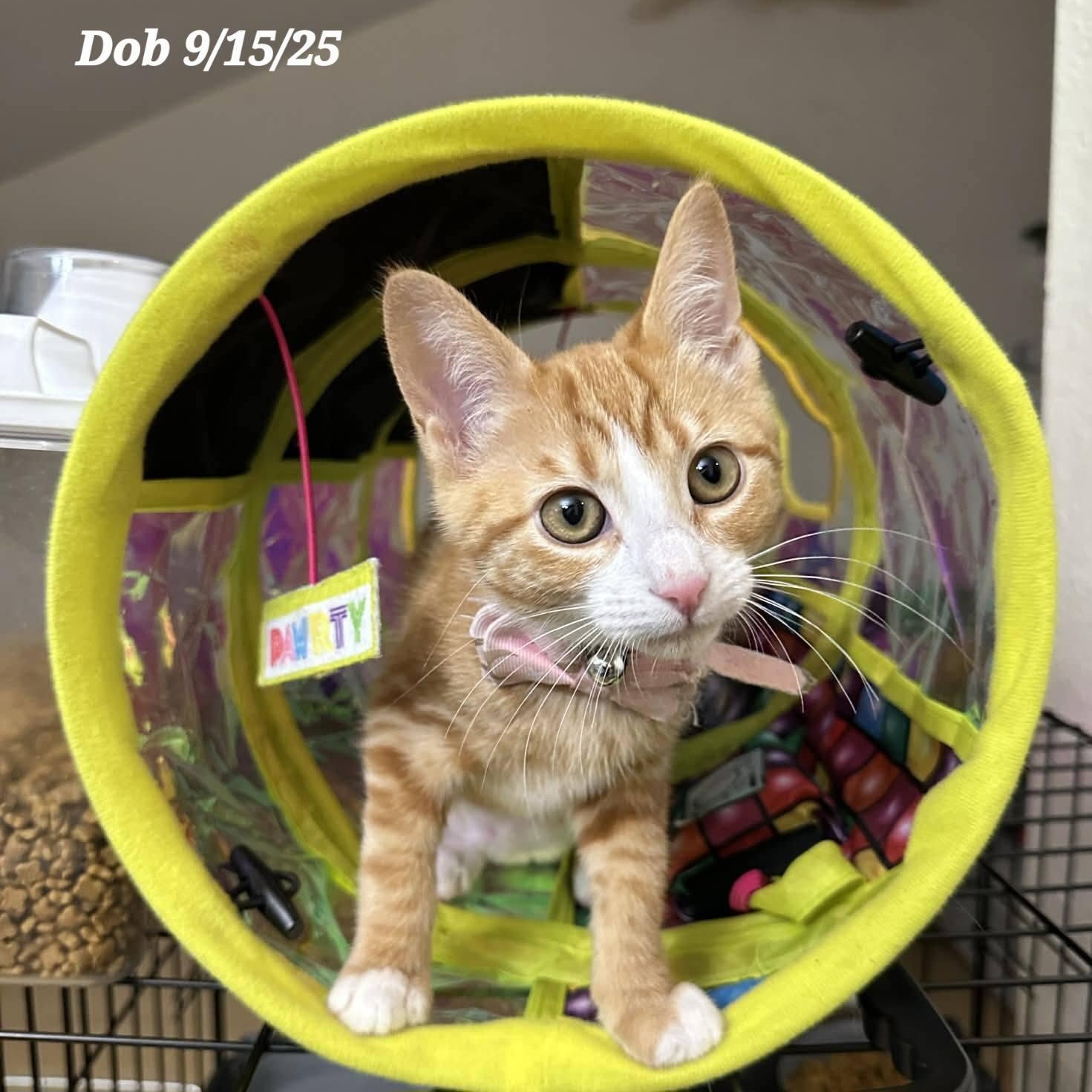 Sol, Adoptable, Young Female Domestic Short Hair.