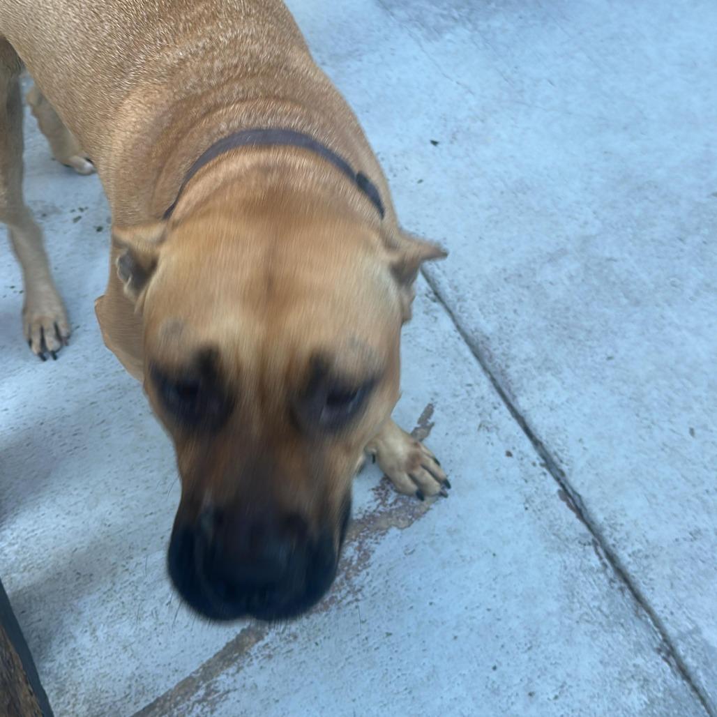 Princesa, Adoptable, Adult Female Mixed Breed.