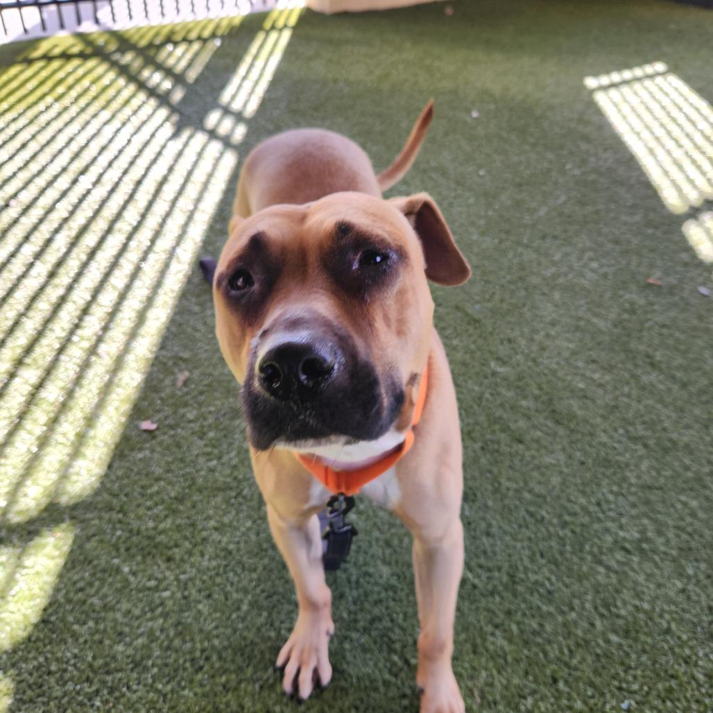 Princesa, a Adoptable Mixed Breed in West Palm Beach, FL image 2/3