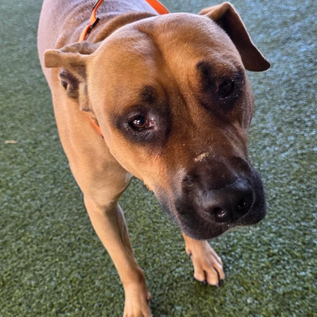 Princesa, a Adoptable Mixed Breed in West Palm Beach, FL image 3/3