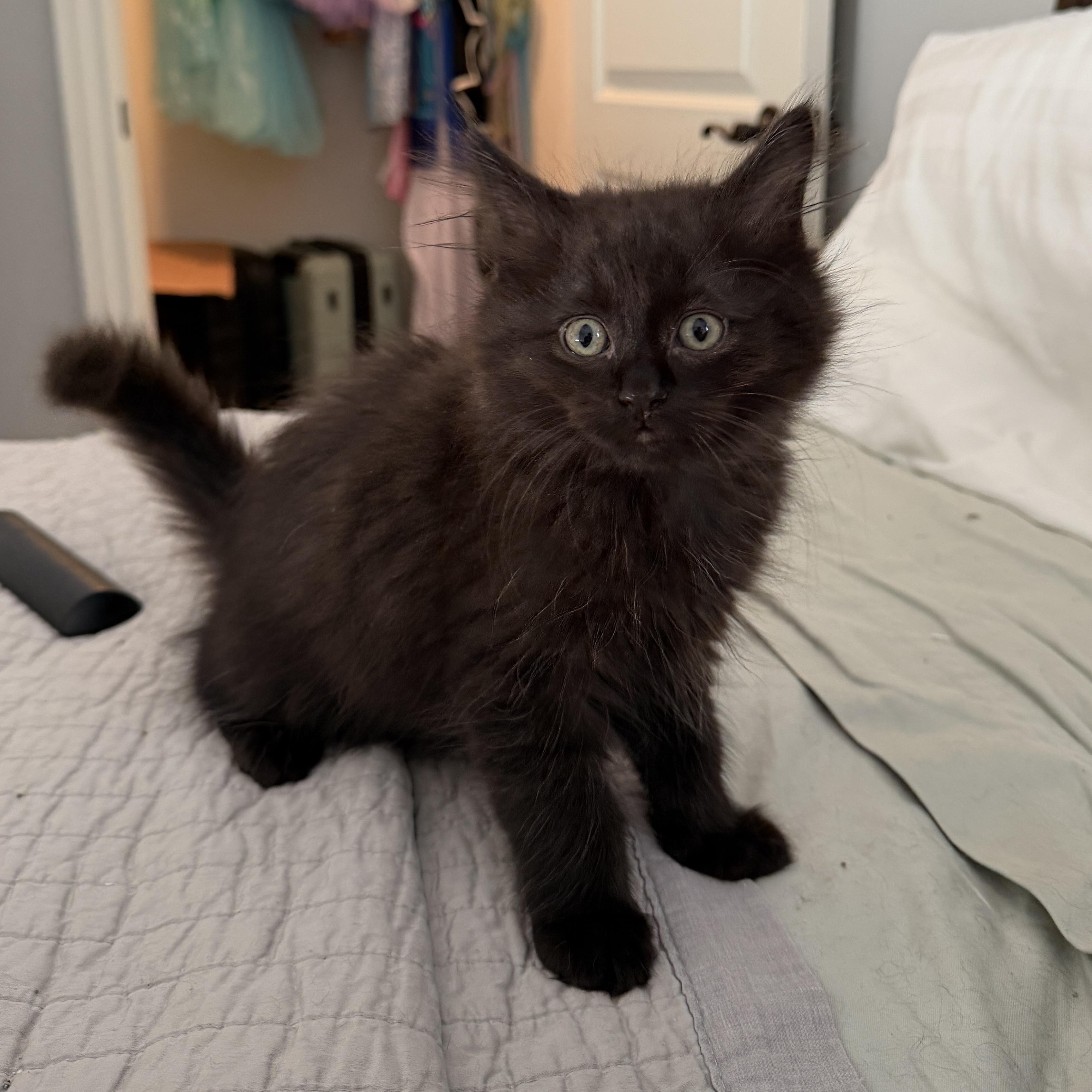 Yuri, adopted, Young Male Domestic Long Hair.