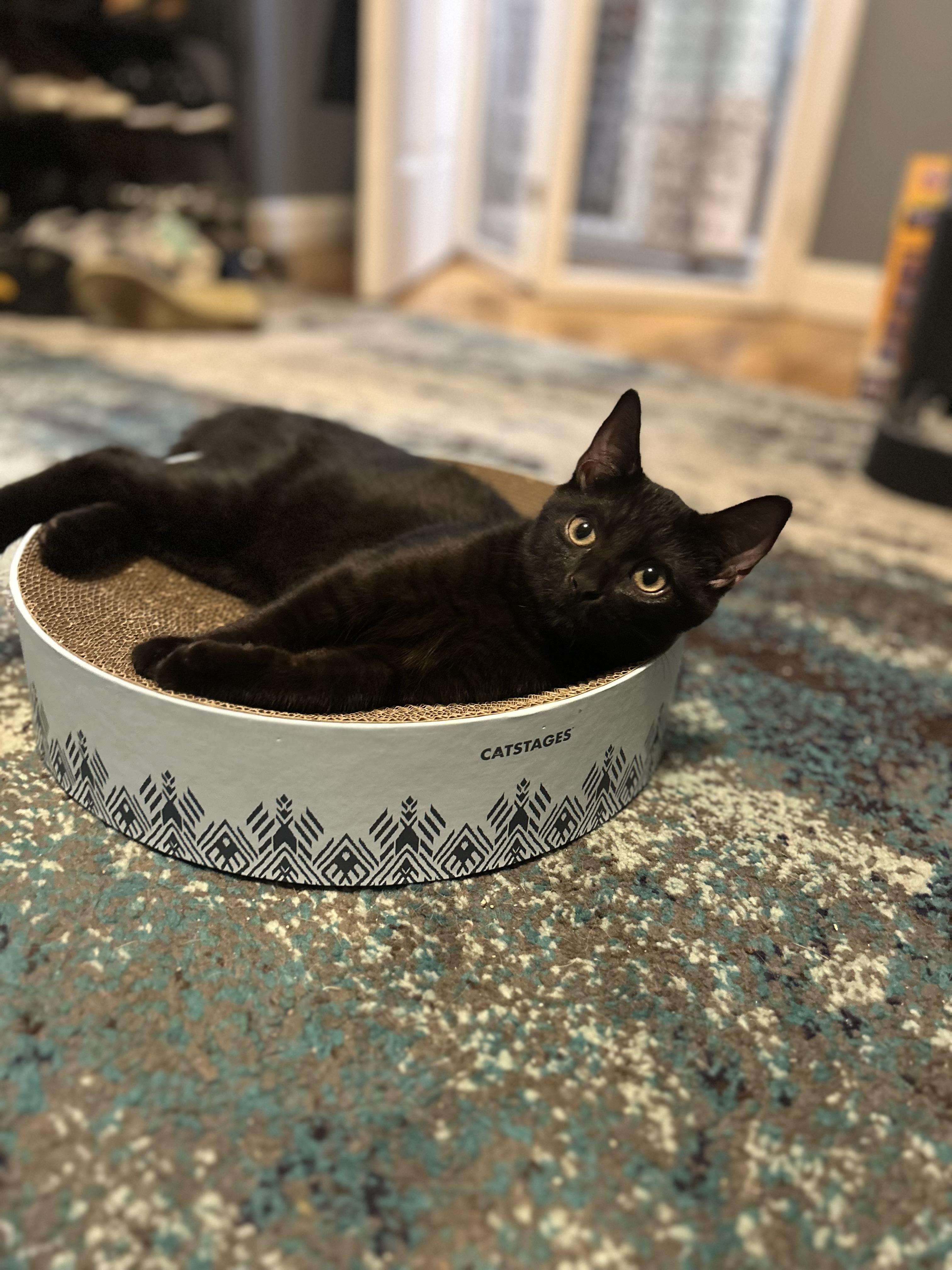 Enlarge Sugar Pie & Skippy, a Adoptable Domestic Short Hair in Canton, MA image 4/5