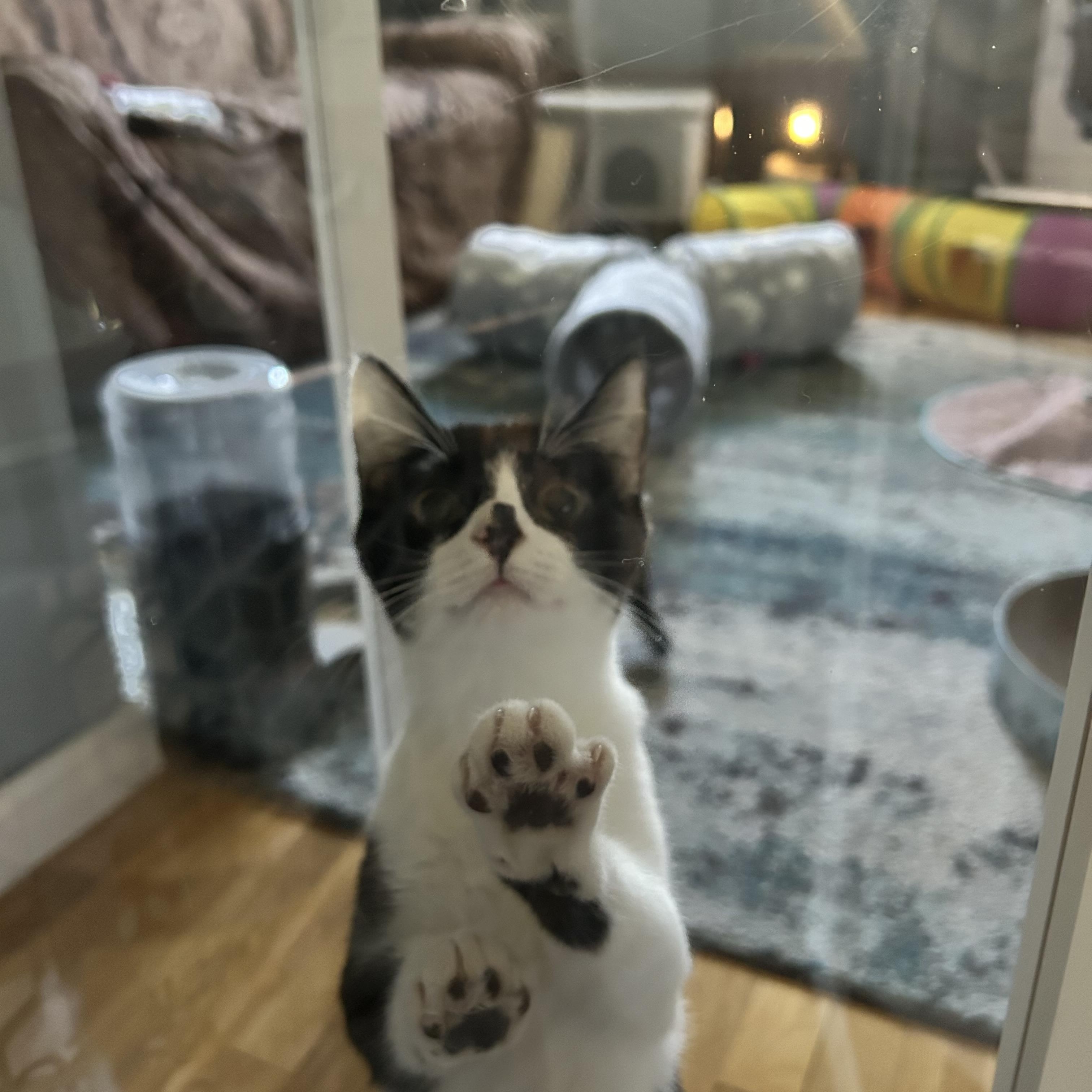 Enlarge Sugar Pie & Skippy, a Adoptable Domestic Short Hair in Canton, MA image 2/5