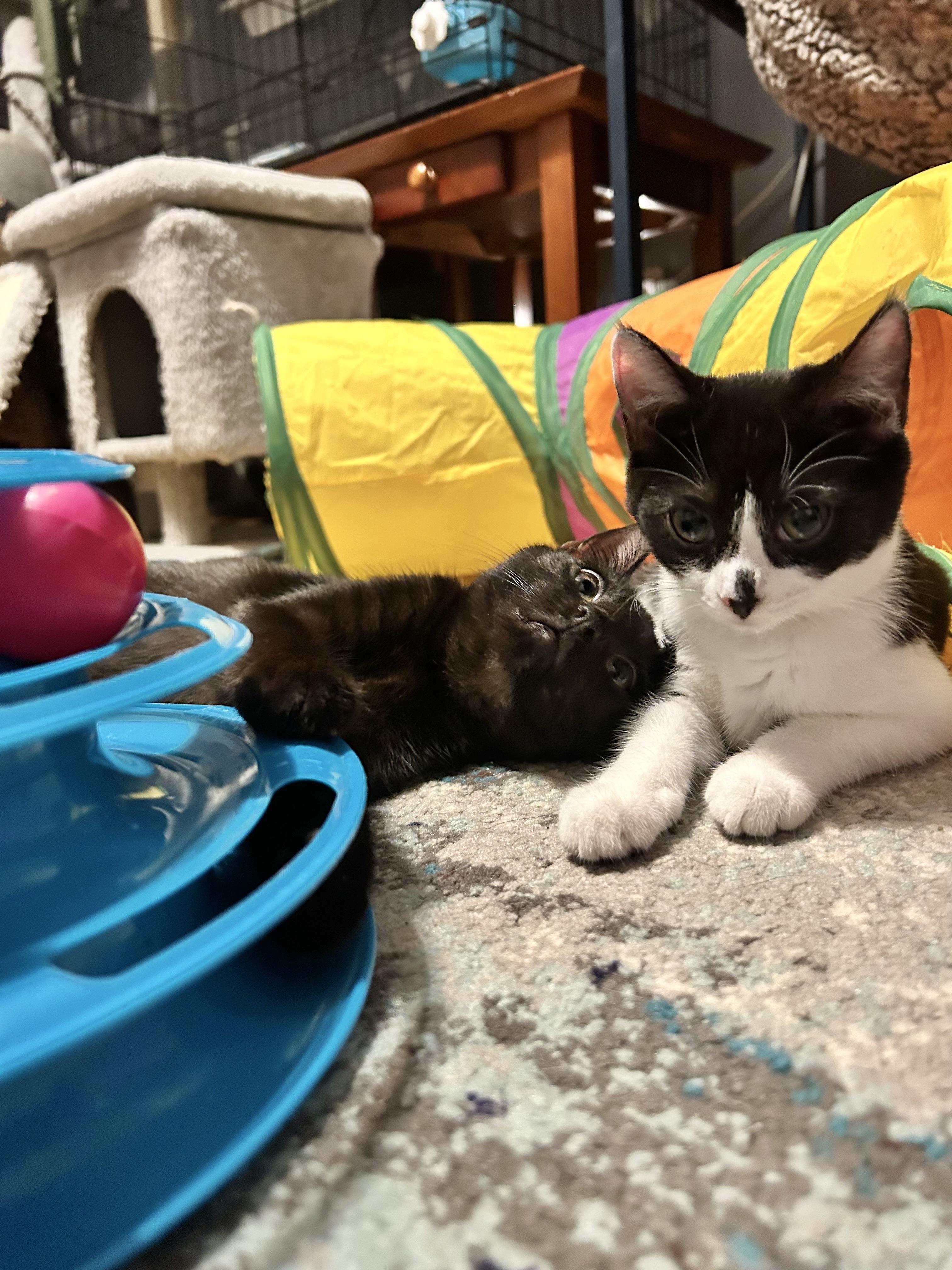Sugar Pie & Skippy, Adoptable, Kitten Female Domestic Short Hair.