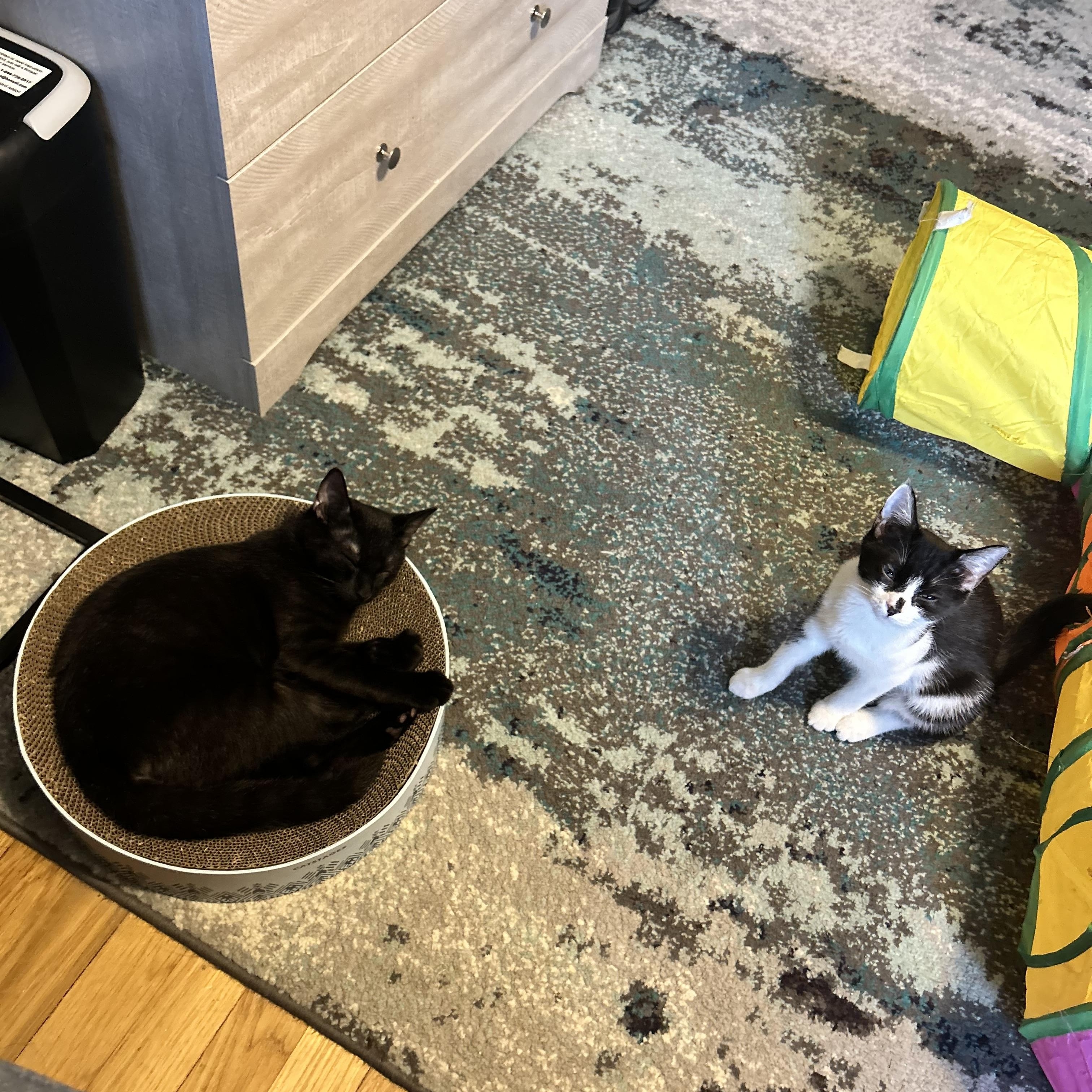 Enlarge Sugar Pie & Skippy, a Adoptable Domestic Short Hair in Canton, MA image 5/5