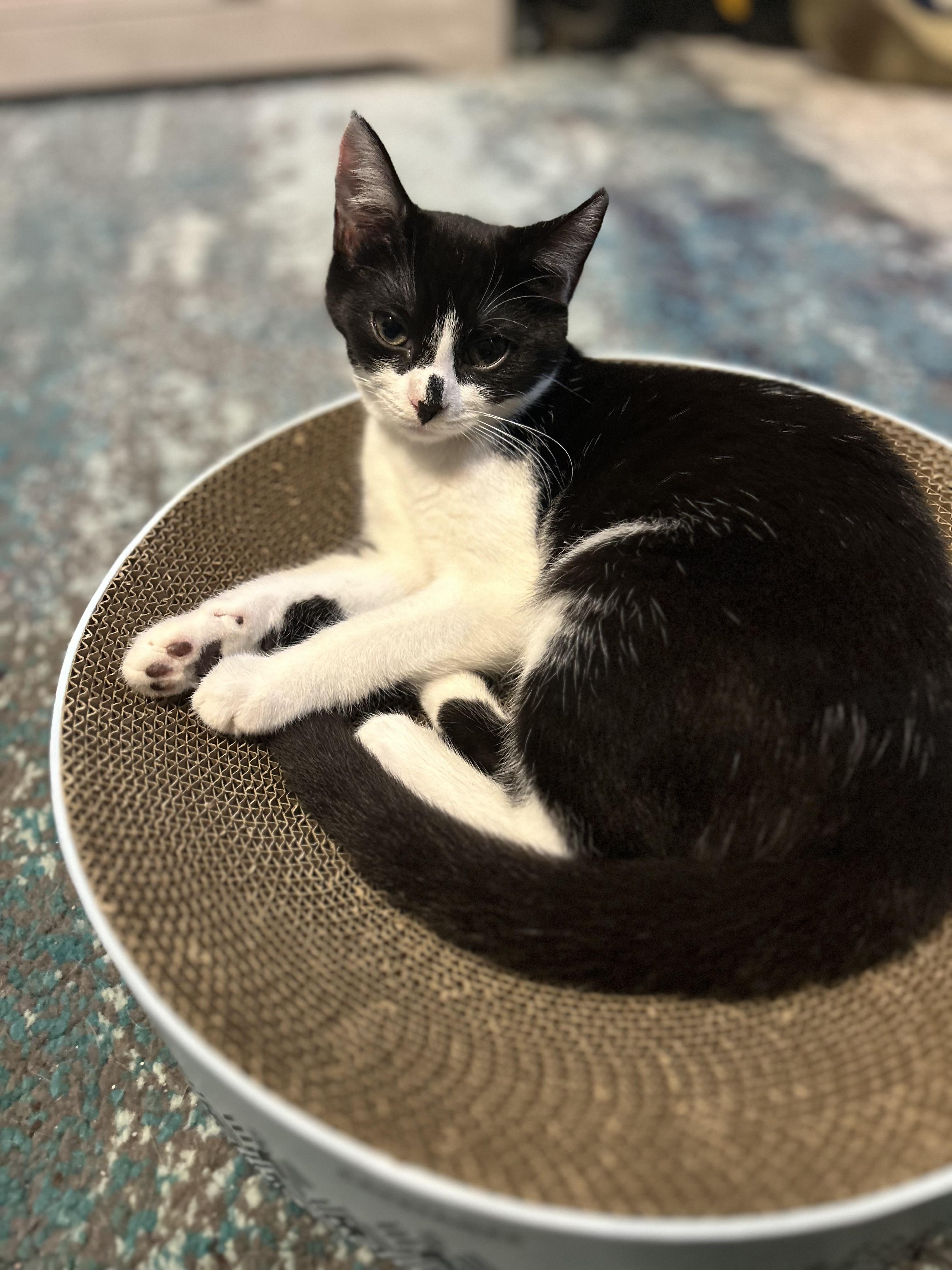 Enlarge Sugar Pie & Skippy, a Adoptable Domestic Short Hair in Canton, MA image 3/5