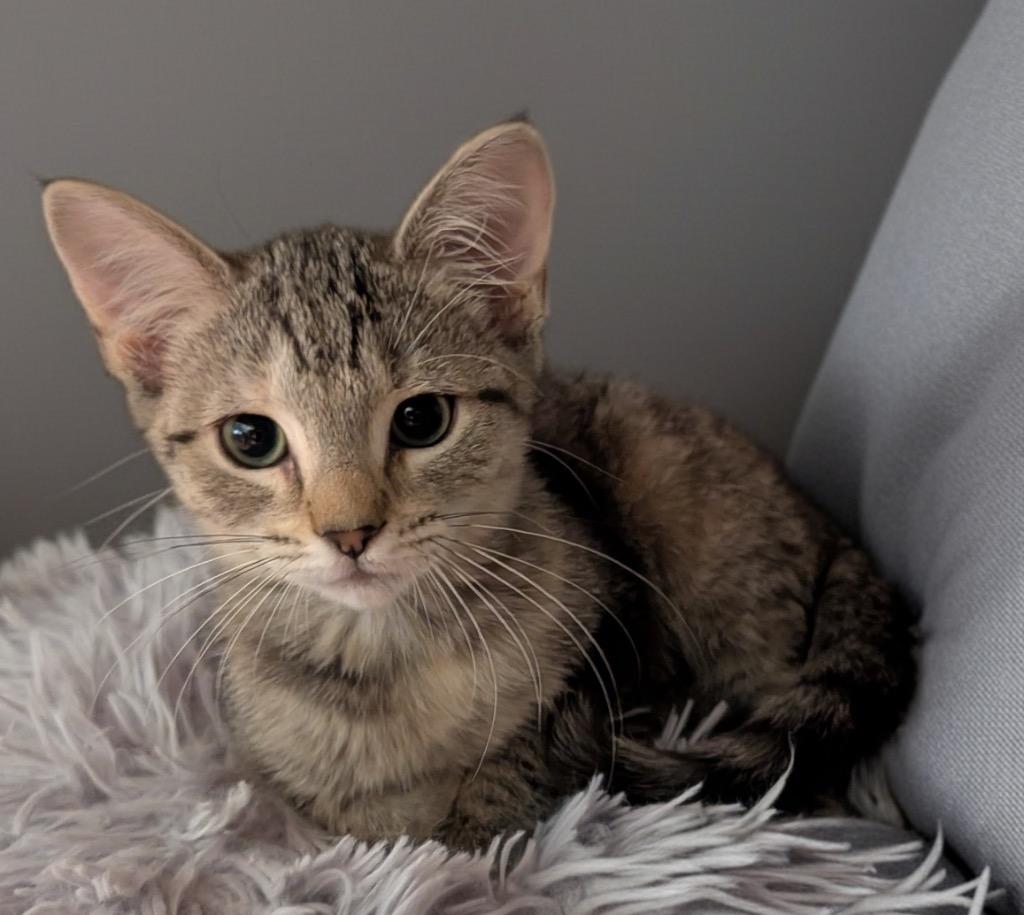 Enlarge Chilli, a Adoptable mixed breed in Fort Myers, FL image 2/2