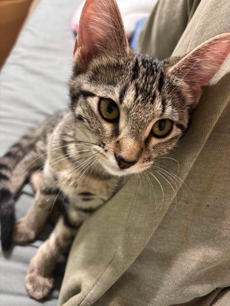 Shadow, Adoptable, Kitten Female Domestic Short Hair.