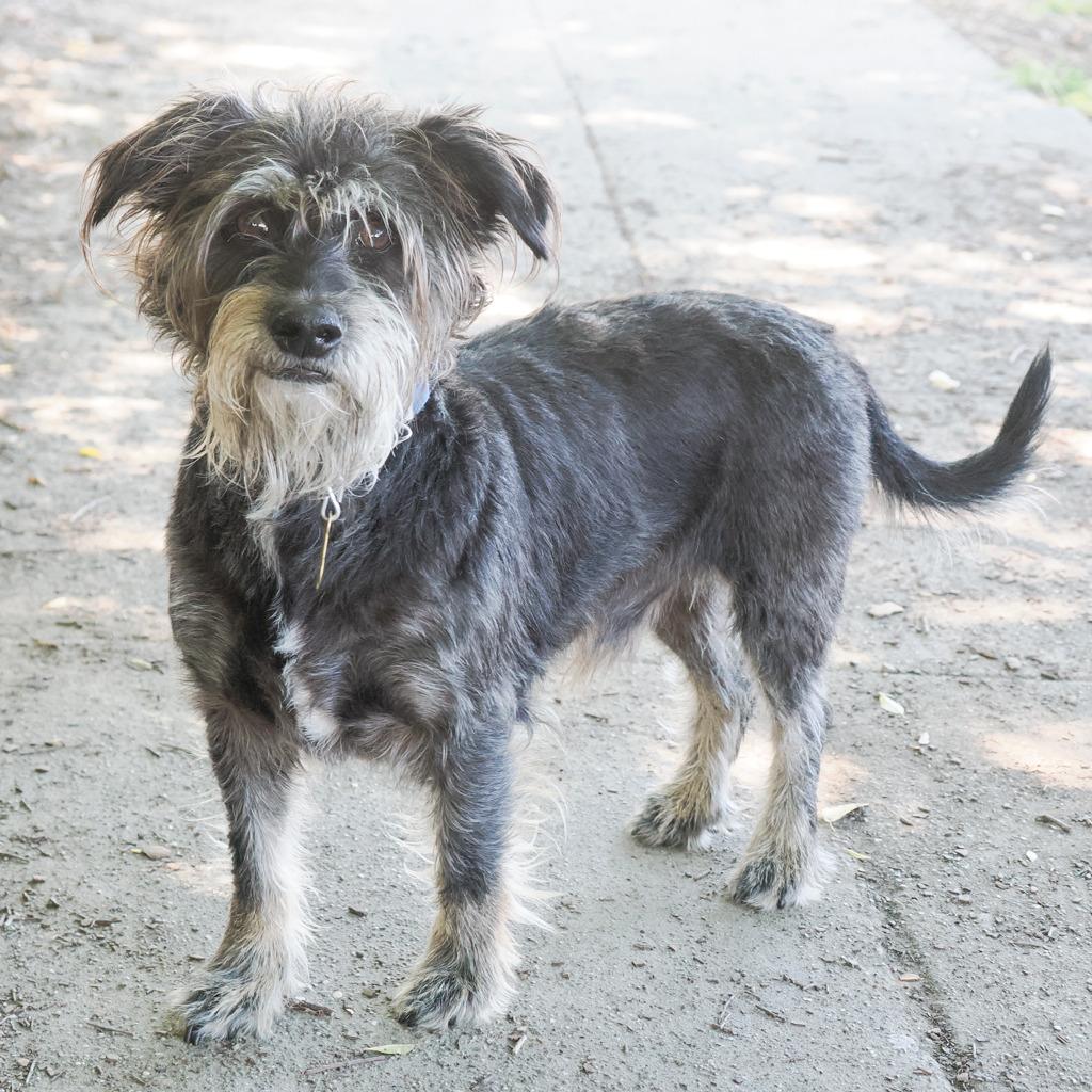 STEVEN bonded to LEROY BROWN, Adoptable, Adult Male Schnauzer & Mixed Breed.